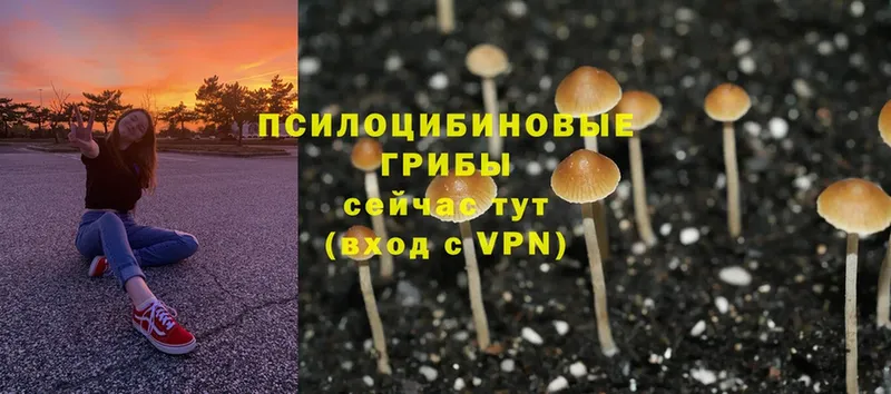 Псилоцибиновые грибы Psilocybine cubensis  Бодайбо 